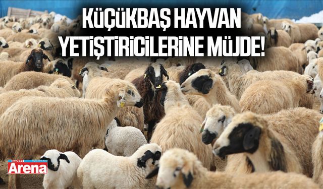 Küçükbaş hayvan yetiştiricilerine müjde:Resmen başlıyor!