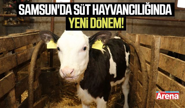 Samsun'da süt hayvancılığında yeni dönem!