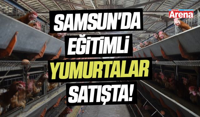 Samsun'da eğitimli yumurtalar satışta!