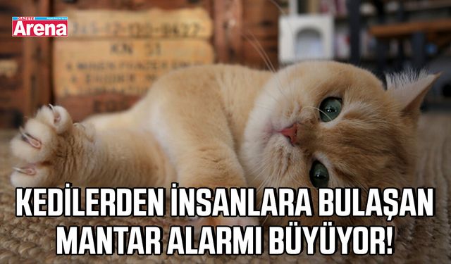 Kedilerden insanlara bulaşan mantar alarmı büyüyor!