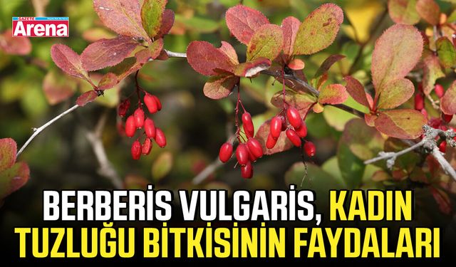 Berberis Vulgaris, kadın tuzluğu bitkisinin faydaları