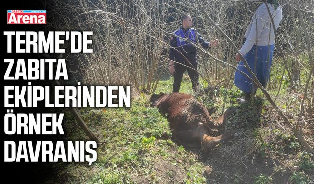 Terme'de kanala düşen ineği zabıta kurtardı