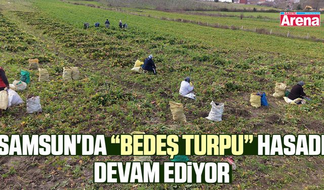 Samsun'da Bedeş turpu hasadı devam ediyor