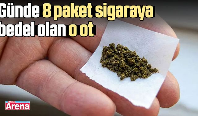 Günde 8 paket sigaraya bedel olan o ot