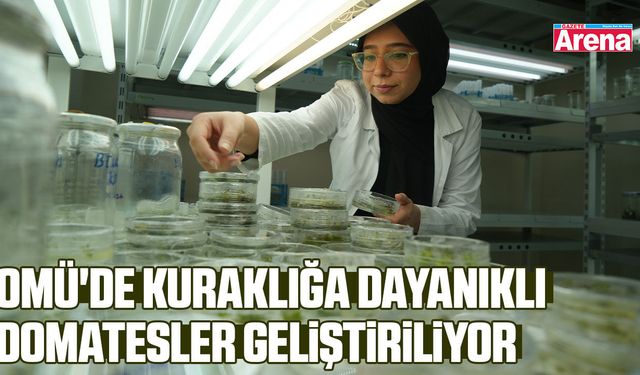 OMÜ'de kuraklığa dayanıklı domatesler geliştiriliyor