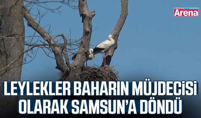 Leylekler baharın müjdecisi olarak Samsun’a döndü