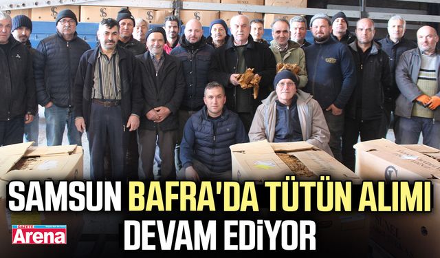Samsun Bafra'da tütün alımı devam ediyor
