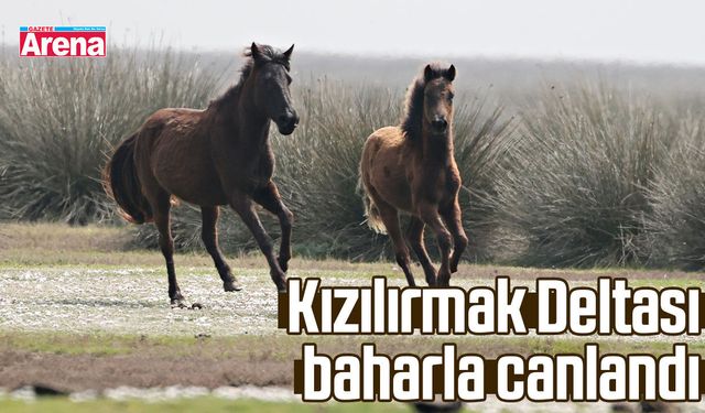 Kızılırmak Deltası baharla canlandı