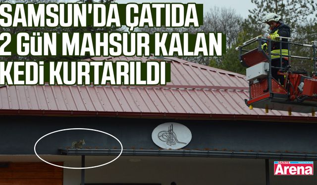 Samsun'da çatıda 2 gün mahsur kalan kedi kurtarıldı