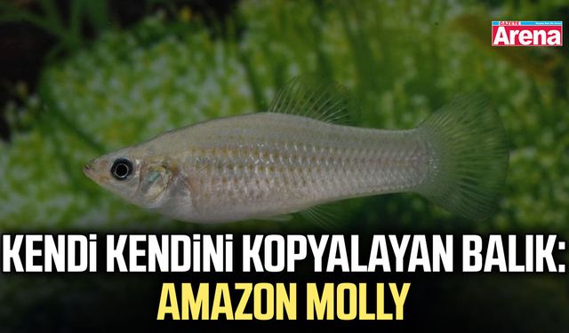 Kendi kendini kopyalayan balık: Amazon Molly
