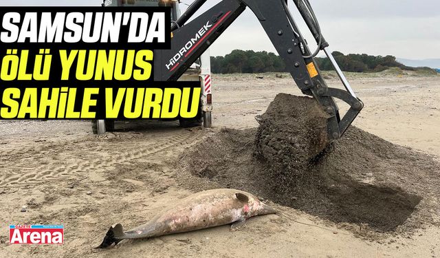 Samsun'da ölü yunus sahile vurdu