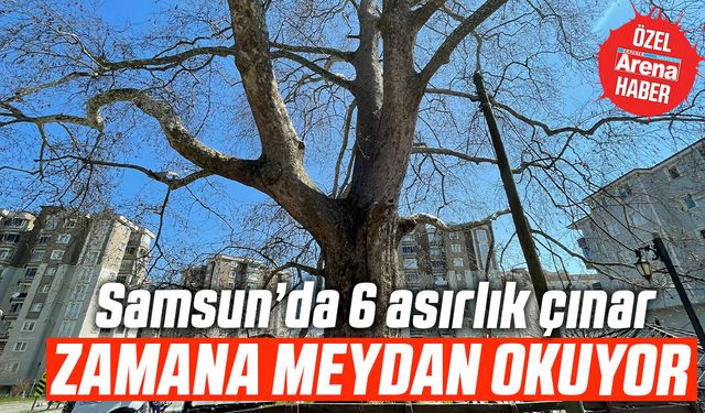 Samsun’da 6 asırlık çınar zamana meydan okuyor