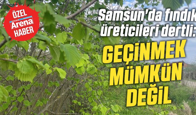 Samsun'da fındık üreticileri dertli: Geçinmek mümkün değil