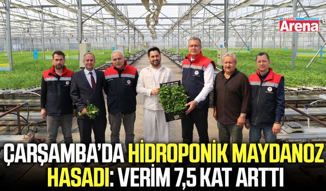 Çarşamba’da hidroponik maydanoz hasadı: Verim 7,5 kat arttı
