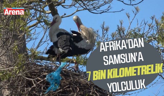 Afrika'dan Samsun'a 7 bin kilometrelik yolculuk
