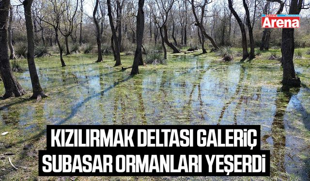 Kızılırmak Deltası Galeriç Subasar ormanları yeşerdi
