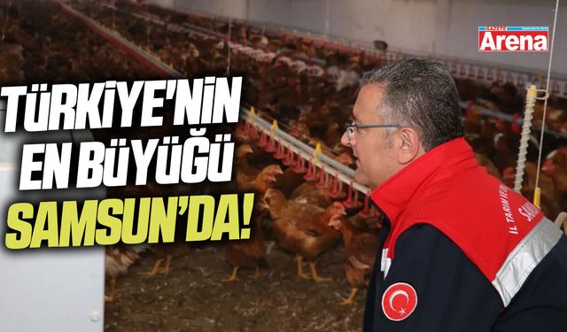 Türkiye'nin en büyük organik tavuk üreticisi Bafra'da