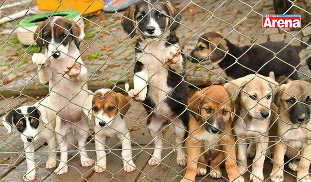 Samsun’da Kedi ve Köpek Sahiplenme Rehberi