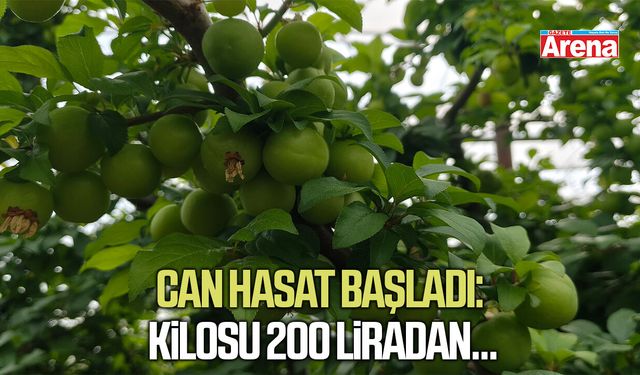 Hasadı başladı: Kilosu 200 liradan...