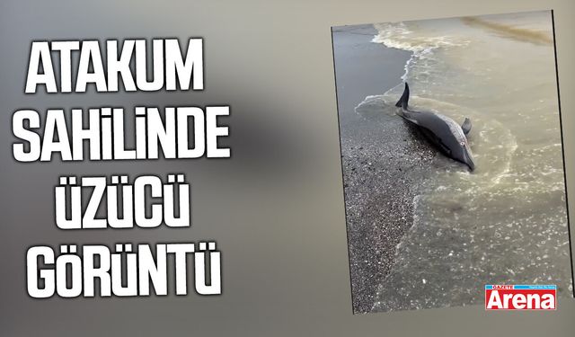 Samsun Atakum sahilinde ölü yunus bulundu