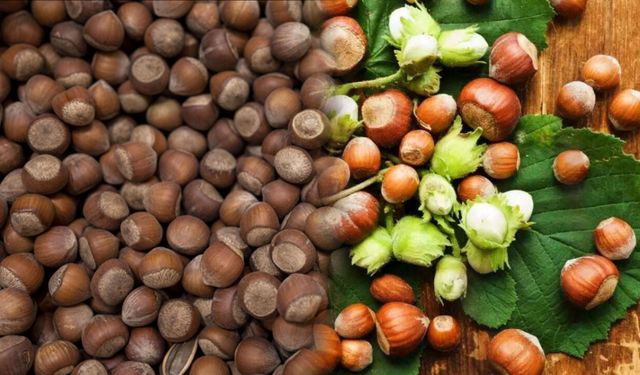 25 Nisan 2026 serbest piyasa güncel fındık fiyatları