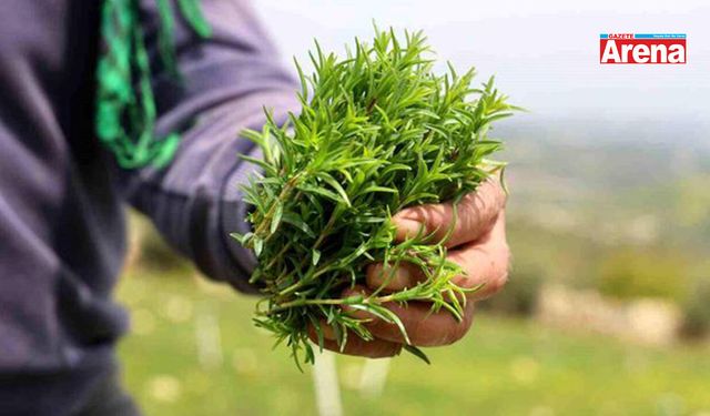 Şifa deposunun hasadı başladı: Kilosu 300 TL...