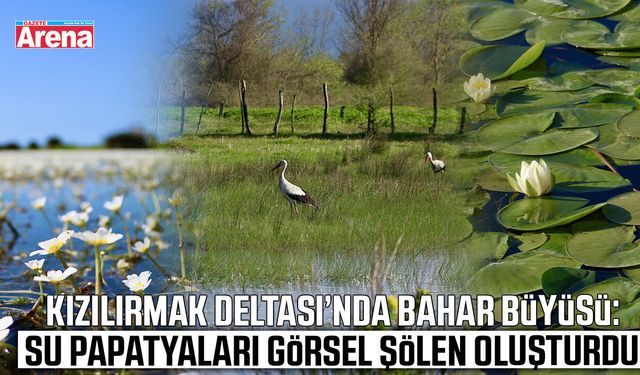 UNESCO listesindeki Kızılırmak Deltası su papatyalarıyla kaplandı