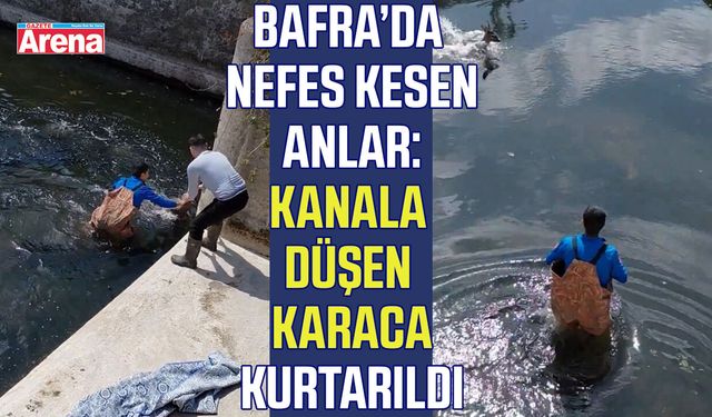 Samsun'da sulama kanalına düşen karaca kurtarıldı