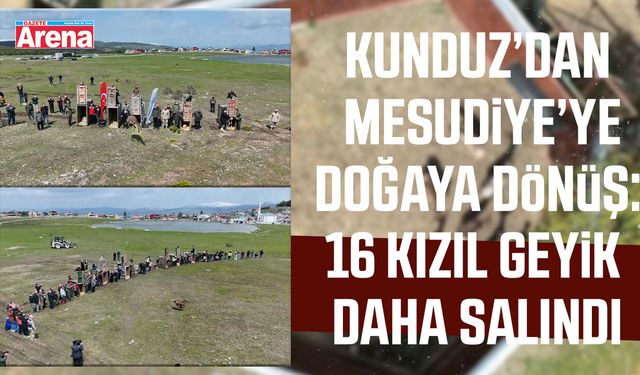 Kızıl geyikler doğayla buluşmaya devam ediyor