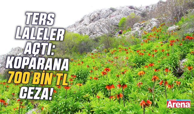 Ters laleler açtı: Koparana 700 bin TL ceza!
