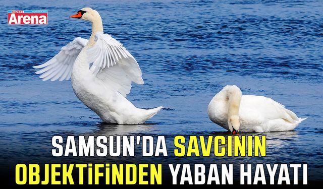 Samsun'da savcının objektifinden yaban hayatı
