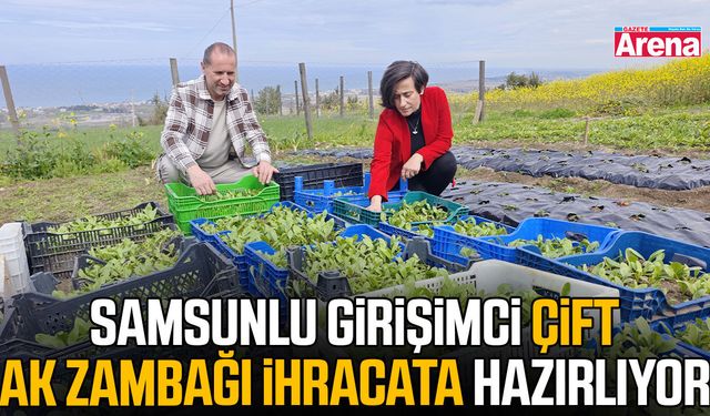Samsunlu girişimci çift ak zambağı ihracata hazırlıyor