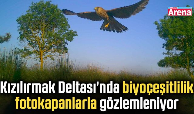 Kızılırmak Deltası’nda biyoçeşitlilik fotokapanlarla gözlemleniyor