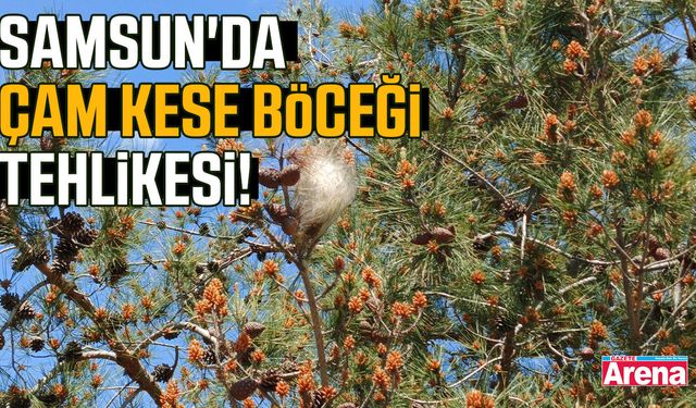 Samsun'da çam kese böceği tehlikesi!