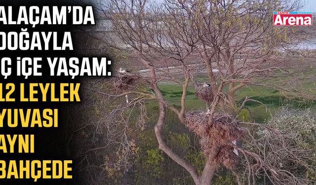 Samsun'da leyleklerin uğrak noktası
