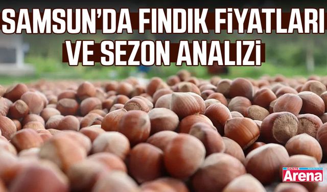 Samsun’da fındık fiyatları ve sezon analizi
