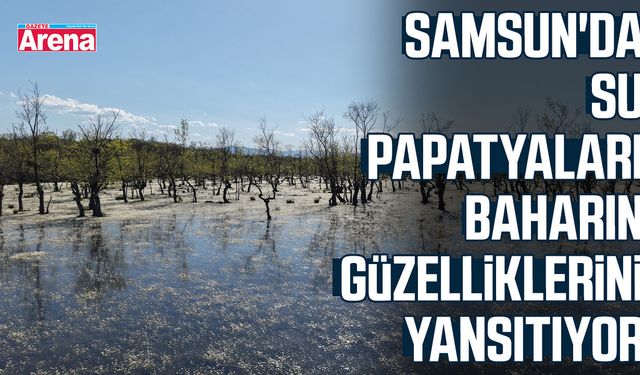 Samsun'da su papatyaları baharın güzelliklerini yansıtıyor