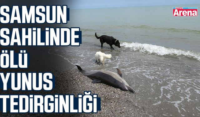 Samsun sahilinde ölü yunus tedirginliği