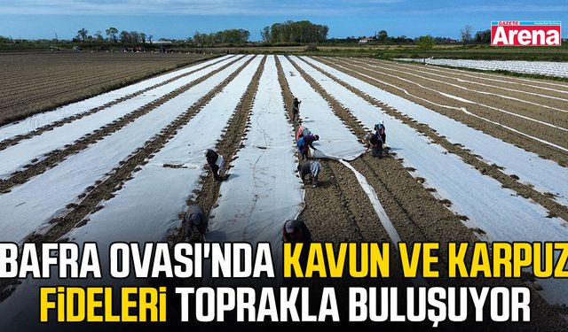 Bafra Ovası’nda kavun ve karpuz sezonu başladı