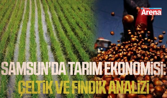 Samsun'da tarım ekonomisi: Çeltik ve fındık analizi