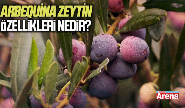 Arbequina zeytin özellikleri nedir?