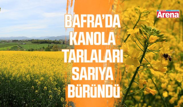 Bafra’da kanola tarlaları sarıya büründü
