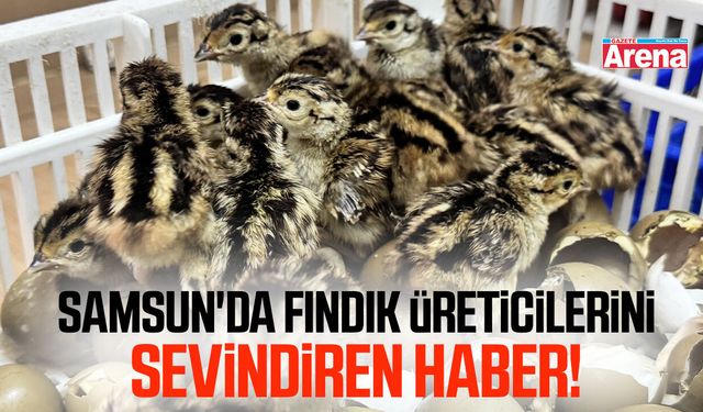 Samsun'da fındık üreticilerini sevindiren haber!