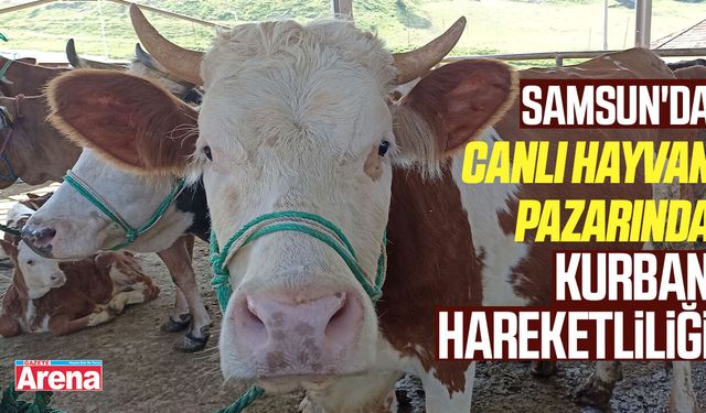 Samsun'da canlı hayvan pazarında kurban hareketliliği