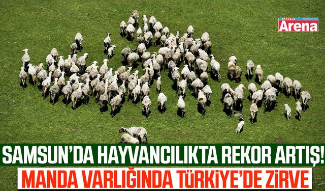 Samsun'da hayvancılıkta büyük artış!