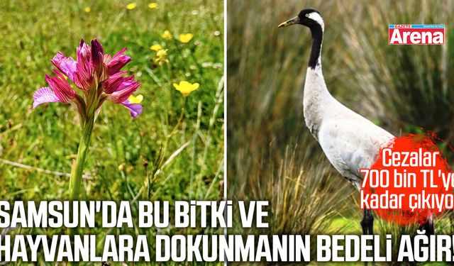 Samsun'da bu bitki ve hayvanlara dokunmanın bedeli ağır!