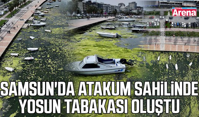 Samsun'da Atakum sahilinde yosun tabakası!