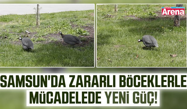 Samsun'da zararlı böceklerle mücadelede yeni güç!