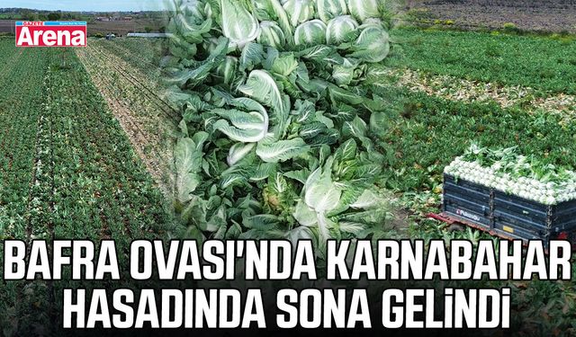Bafra Ovası'nda karnabahar hasadında sona gelindi