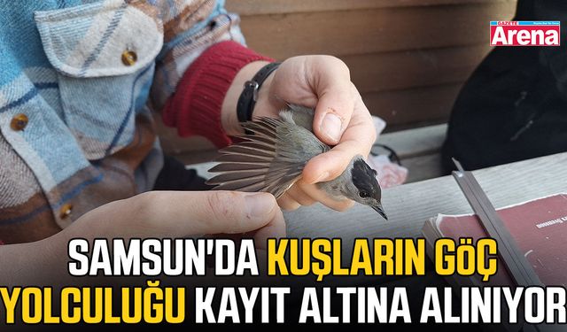 Samsun'da kuşların göç yolculuğu kayıt altına alınıyor